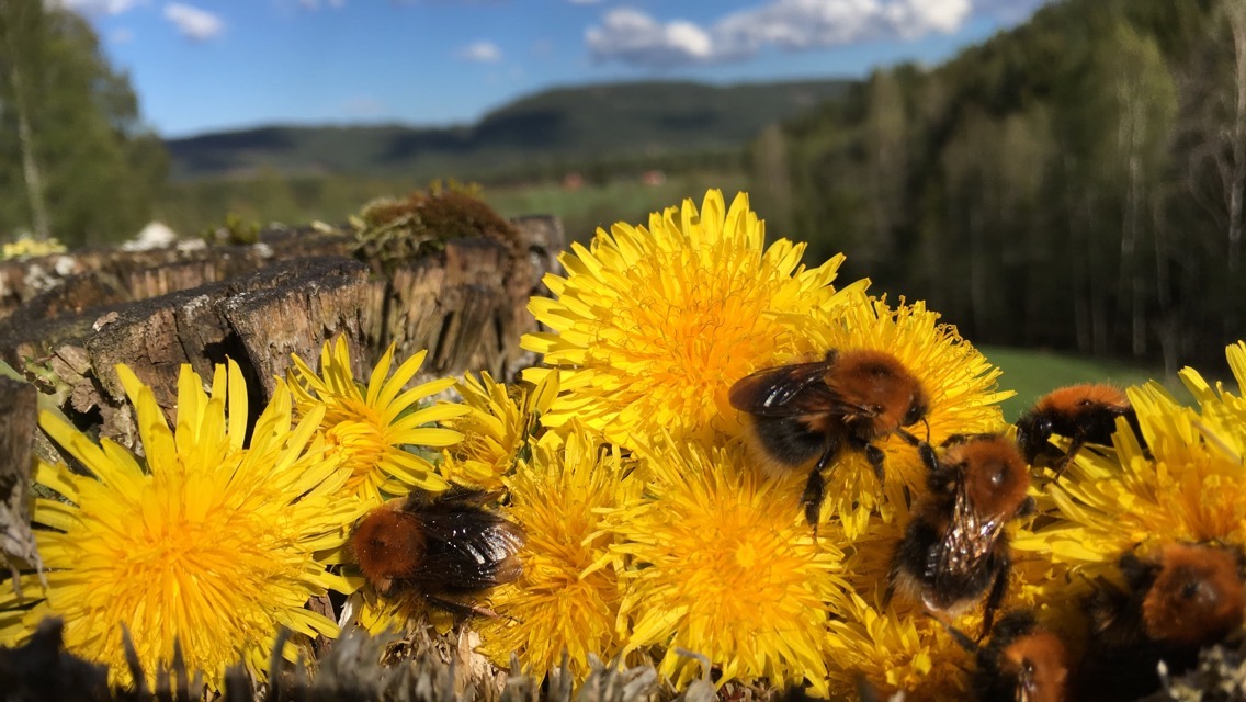 Trehumler på løvetannkrans